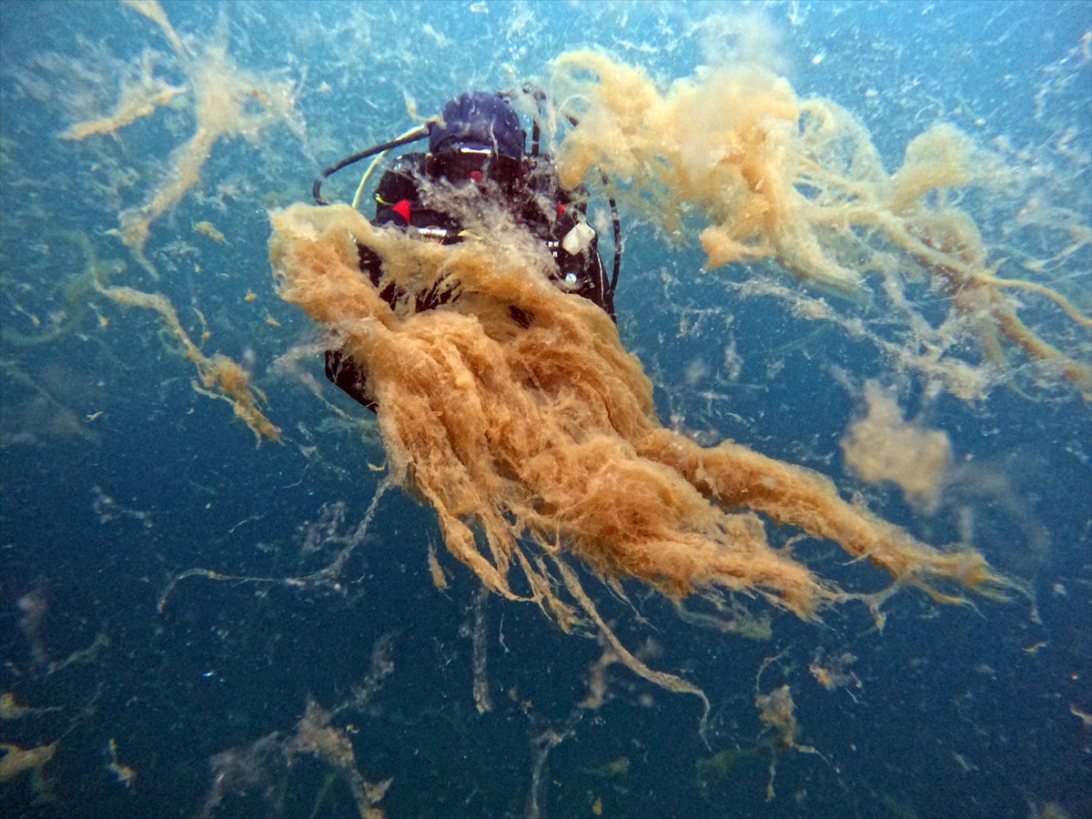 Marmara Denizi'nde tehlike çanları: Gölcük'te müsilaj görüldü