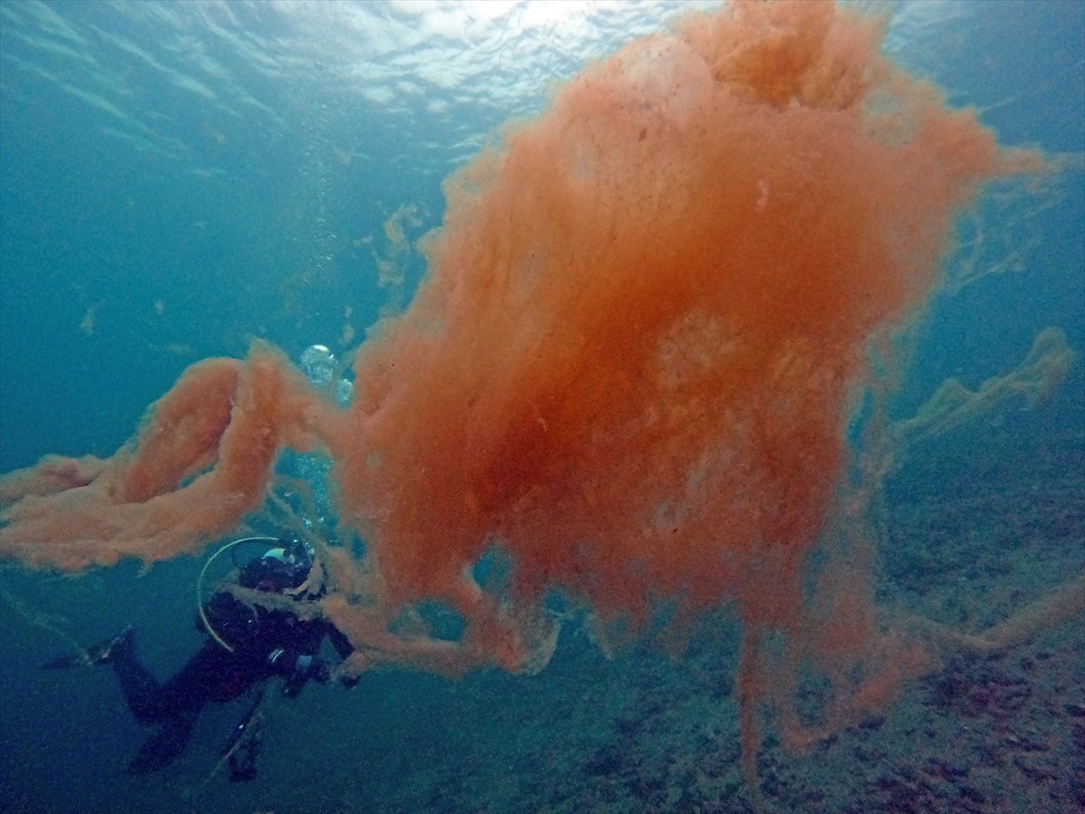 Marmara Denizi'nde tehlike çanları: Gölcük'te müsilaj görüldü