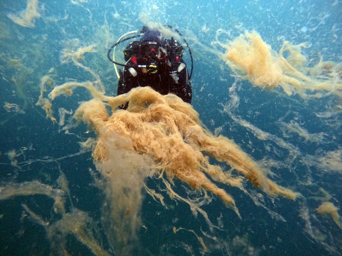 Marmara Denizi'nde tehlike çanları: Gölcük'te müsilaj görüldü