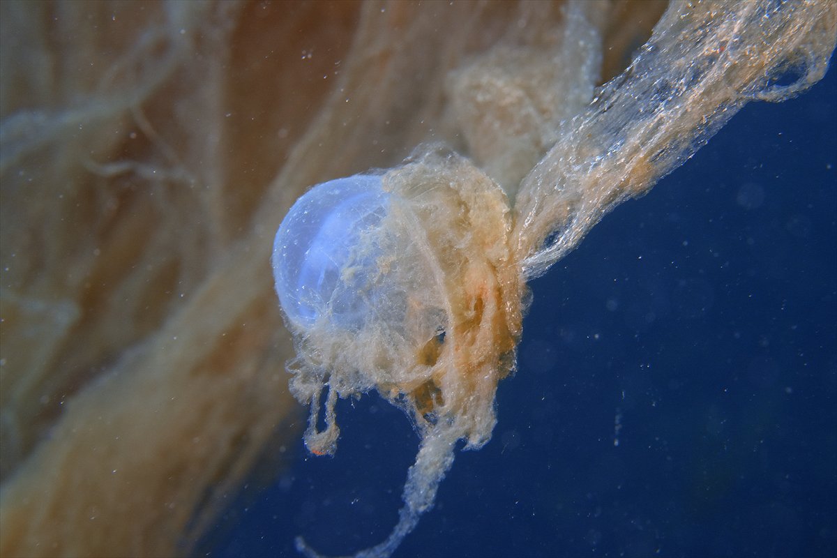 Marmara Denizi'nde tehlike çanları: Gölcük'te müsilaj görüldü