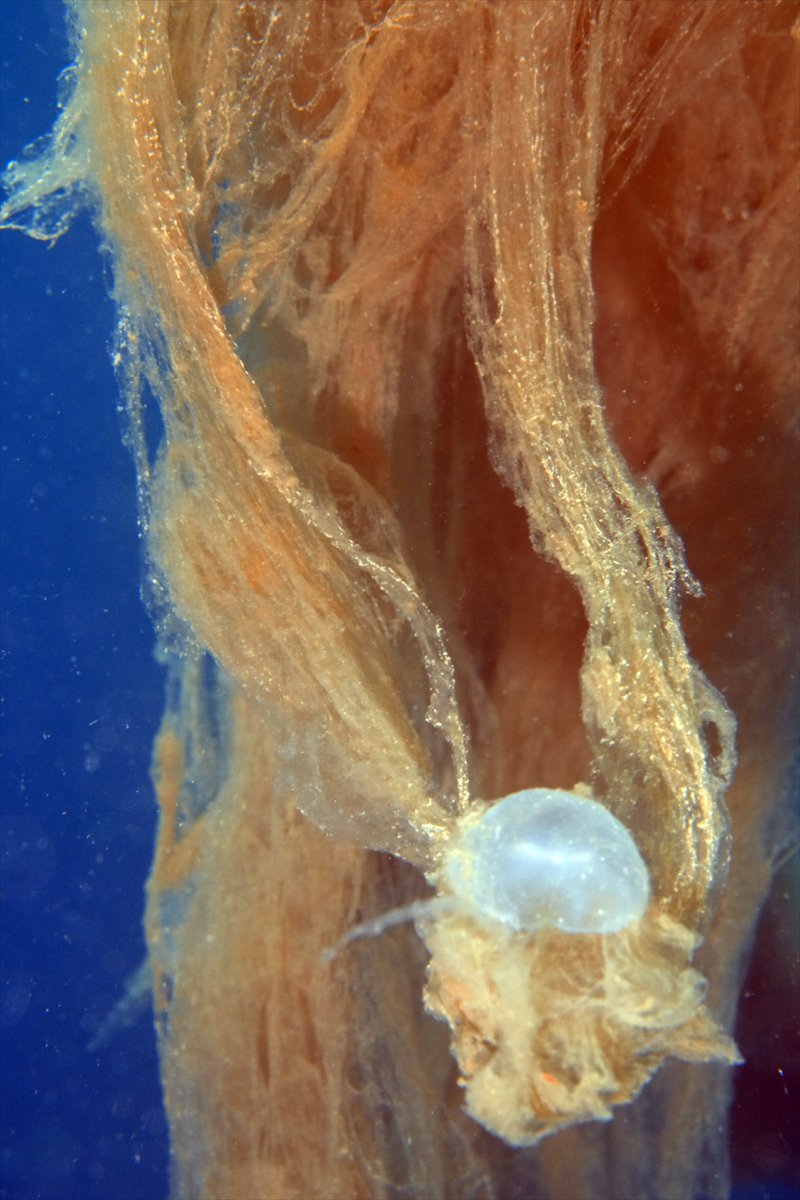 Marmara Denizi'nde tehlike çanları: Gölcük'te müsilaj görüldü