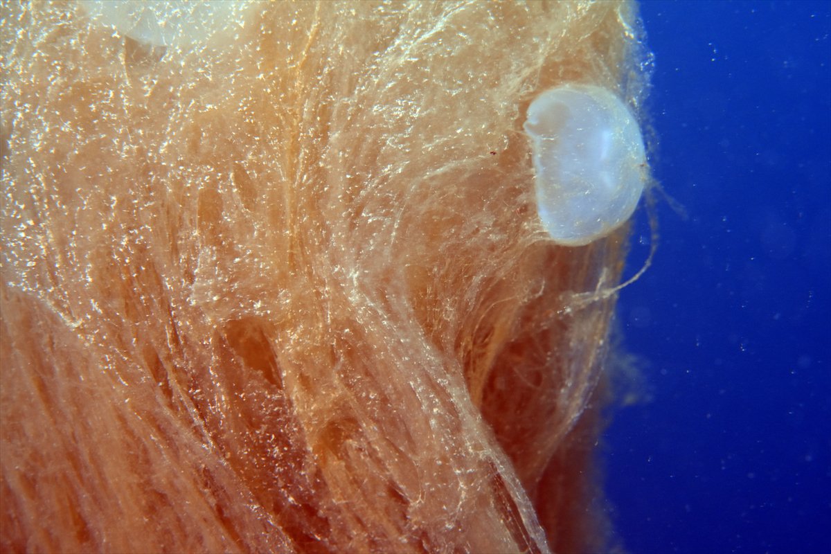 Marmara Denizi'nde tehlike çanları: Gölcük'te müsilaj görüldü