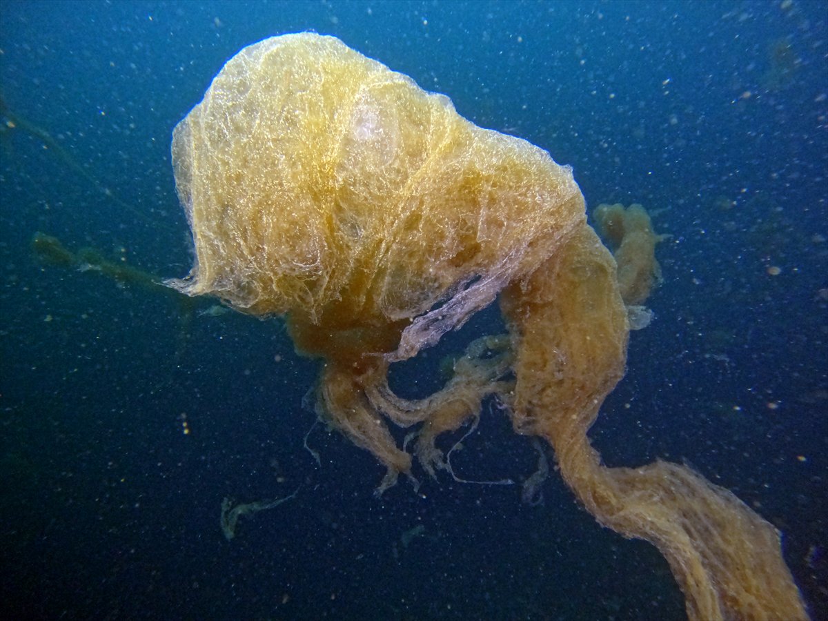 Marmara Denizi'nde tehlike çanları: Gölcük'te müsilaj görüldü