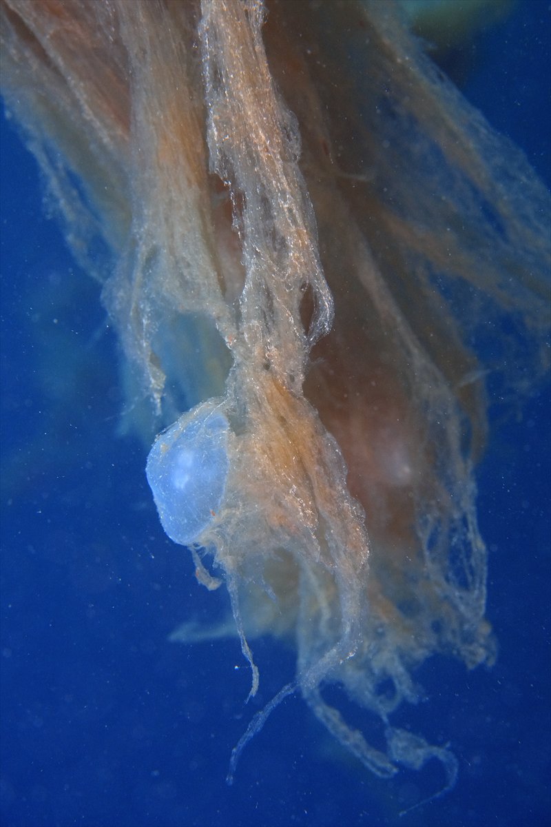 Marmara Denizi'nde tehlike çanları: Gölcük'te müsilaj görüldü