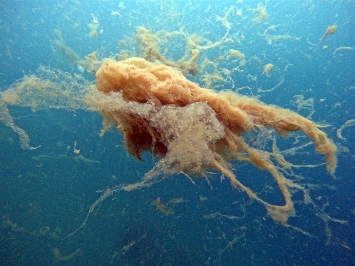 Marmara Denizi'nde tehlike çanları: Gölcük'te müsilaj görüldü