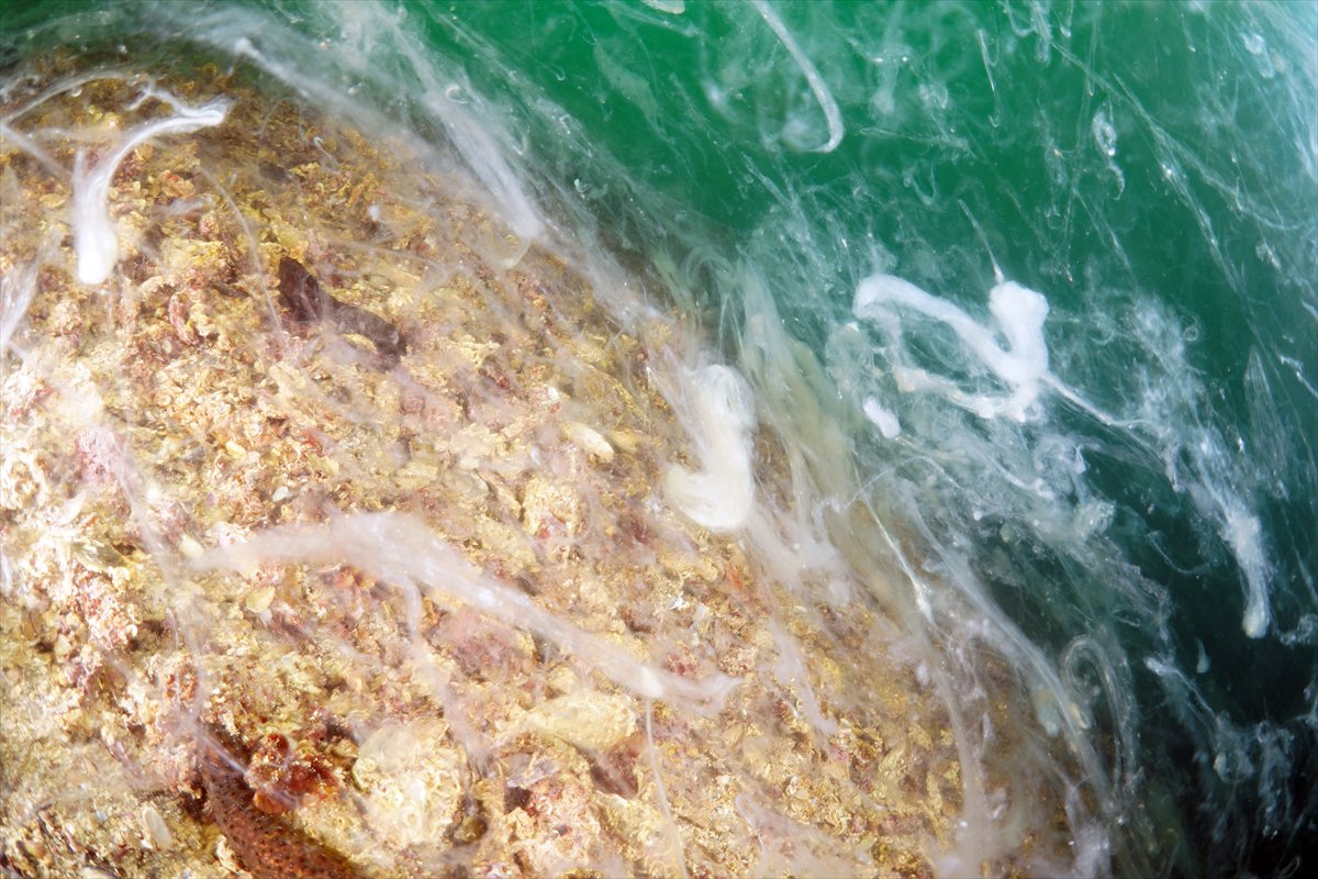 Marmara Denizi'nde tehlike çanları: Gölcük'te müsilaj görüldü