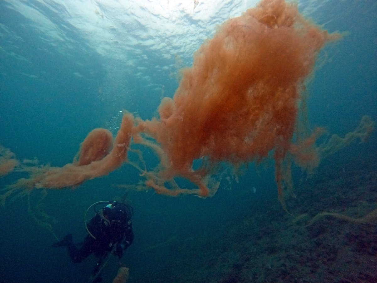 Marmara Denizi'nde tehlike çanları: Gölcük'te müsilaj görüldü