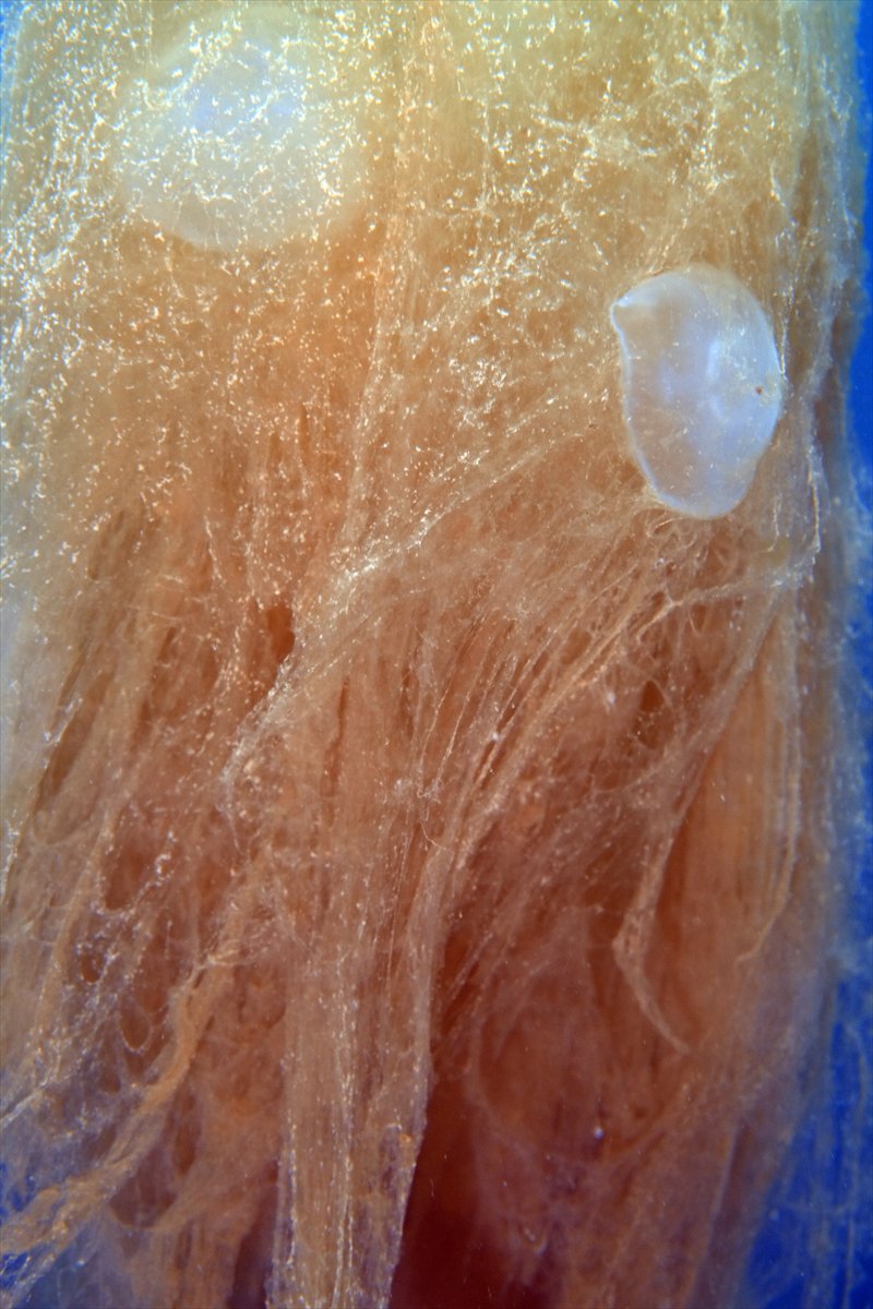 Marmara Denizi'nde tehlike çanları: Gölcük'te müsilaj görüldü