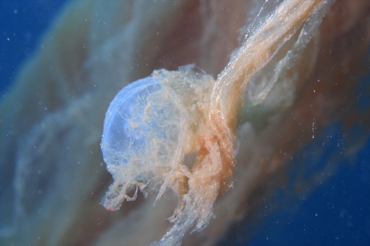 Marmara Denizi'nde tehlike çanları: Gölcük'te müsilaj görüldü