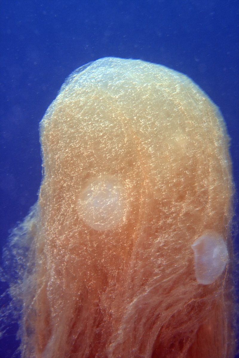 Marmara Denizi'nde tehlike çanları: Gölcük'te müsilaj görüldü