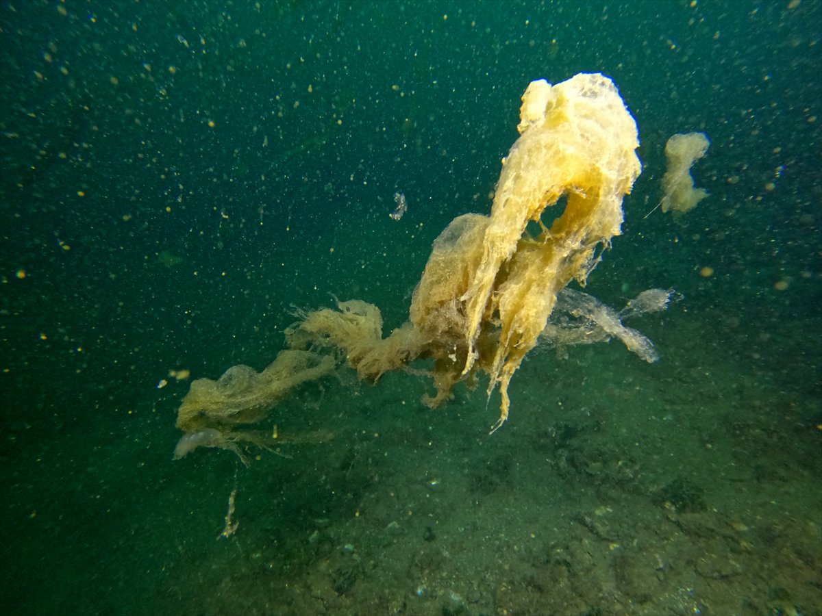 Marmara Denizi'nde tehlike çanları: Gölcük'te müsilaj görüldü
