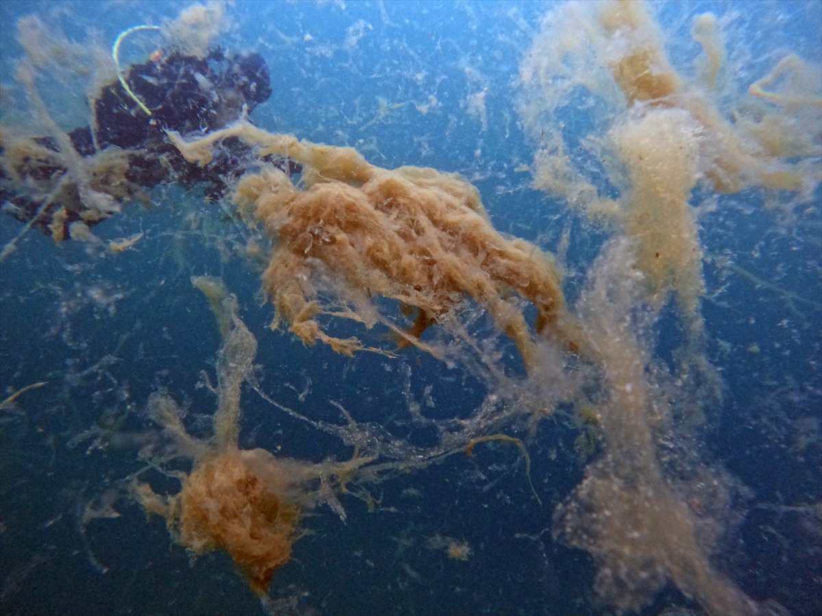 Marmara Denizi'nde tehlike çanları: Gölcük'te müsilaj görüldü