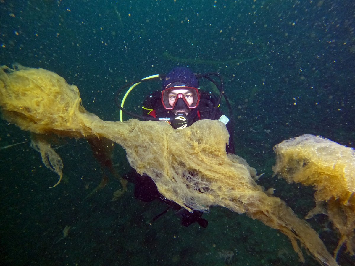 Marmara Denizi'nde tehlike çanları: Gölcük'te müsilaj görüldü