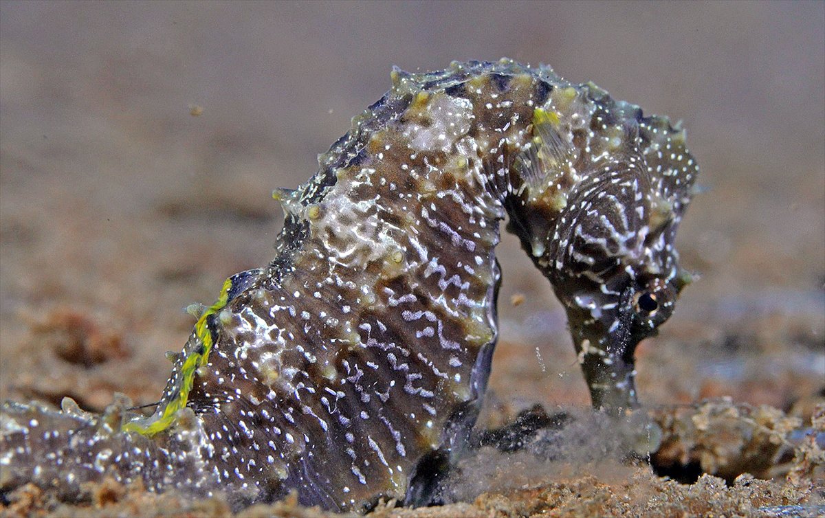 Marmara Denizi'nde tehlike çanları: Gölcük'te müsilaj görüldü