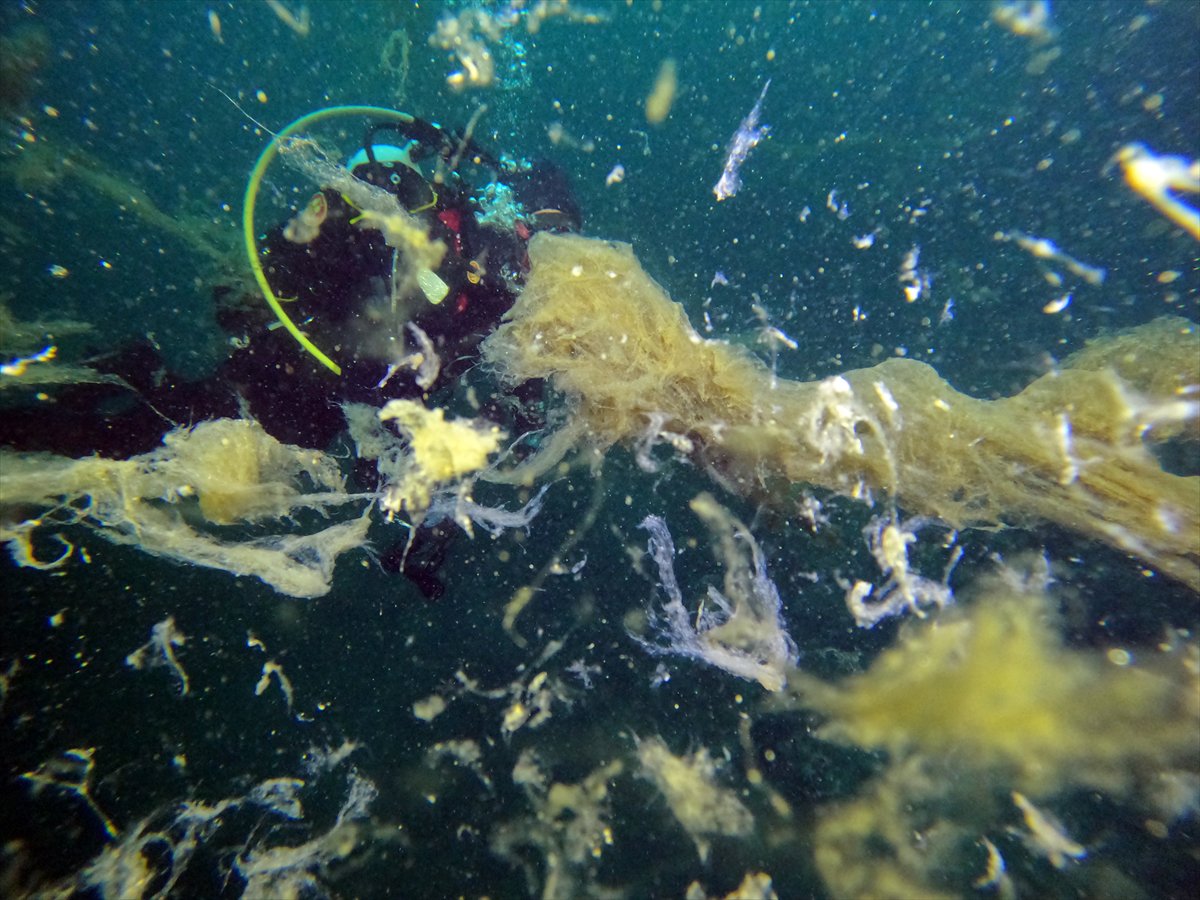 Marmara Denizi'nde tehlike çanları: Gölcük'te müsilaj görüldü