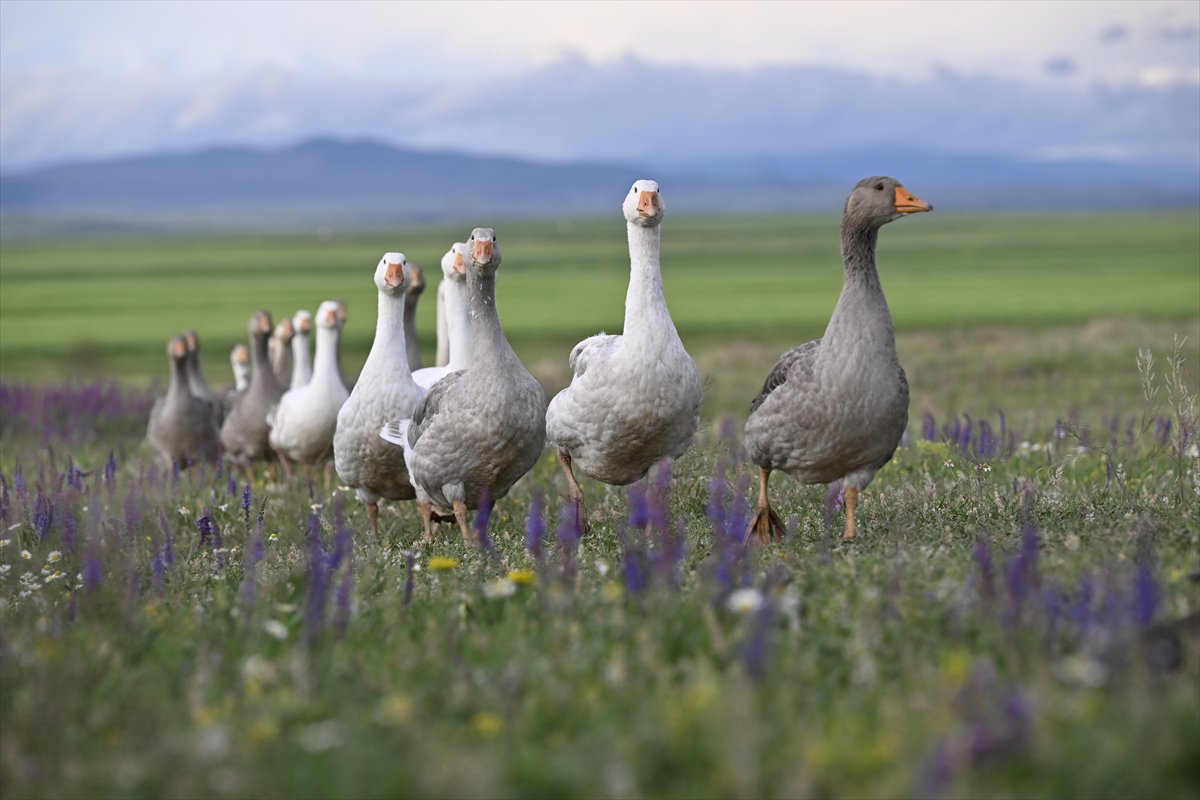 2024'ü anlatan kareler: Haber ve özgür Suriye