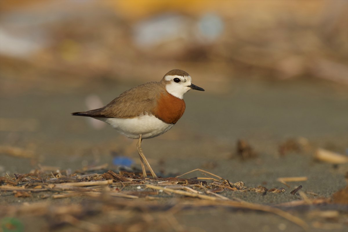 Yılın kareleri: Günlük hayat, doğal yaşam ve çevre