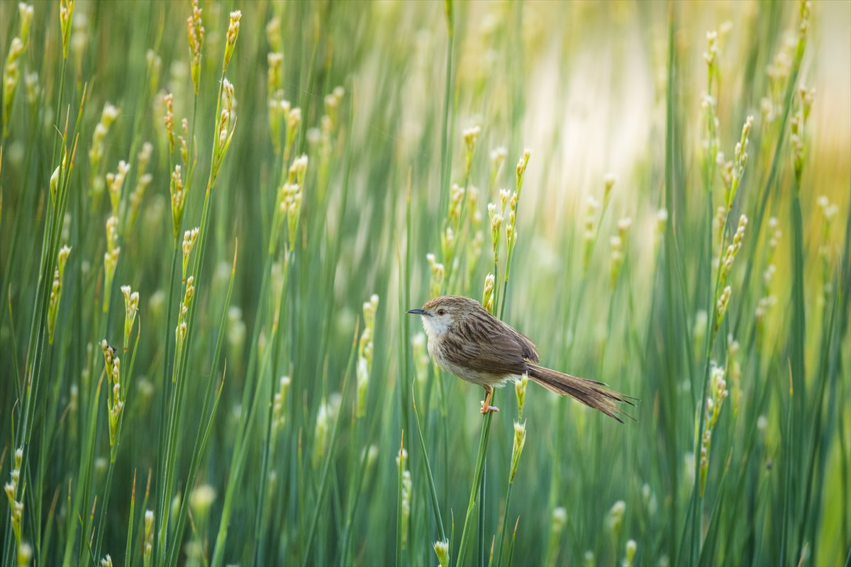 2024'ü anlatan kareler: Haber ve özgür Suriye
