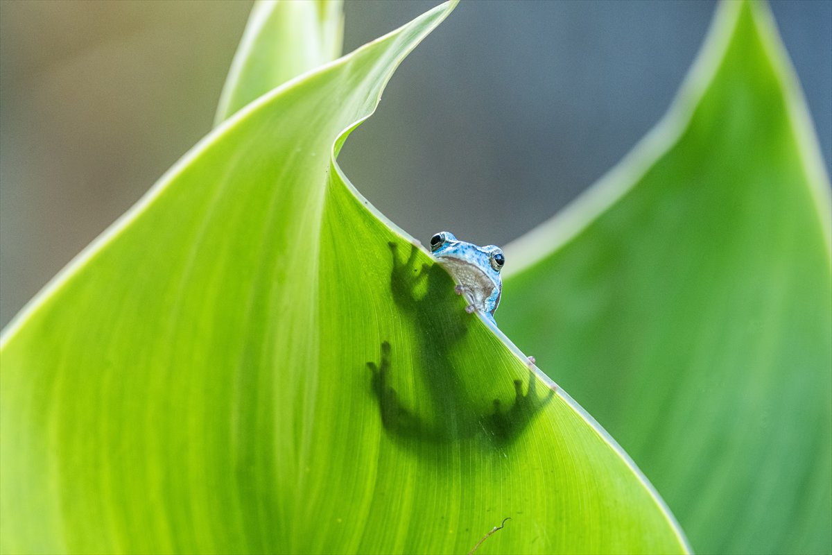 Yılın kareleri: Günlük hayat, doğal yaşam ve çevre