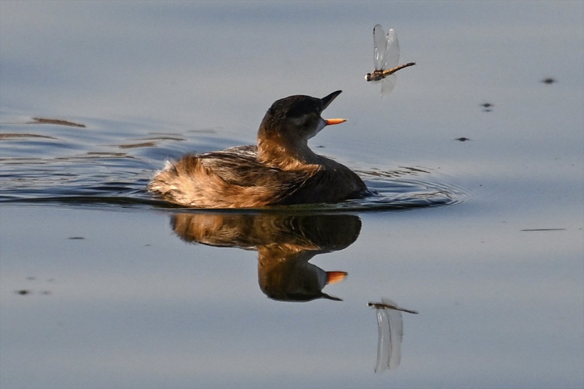 2024'ü anlatan kareler: Haber ve özgür Suriye