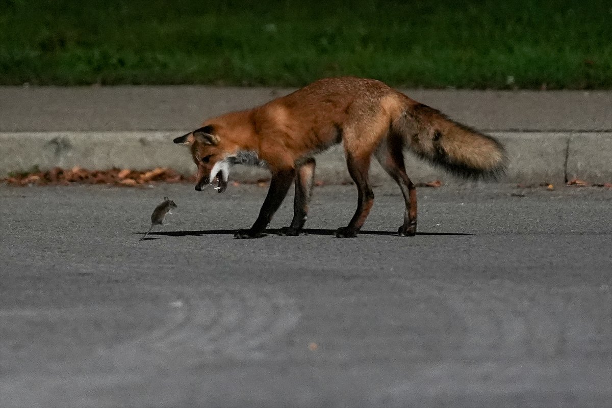Yılın kareleri: Günlük hayat, doğal yaşam ve çevre