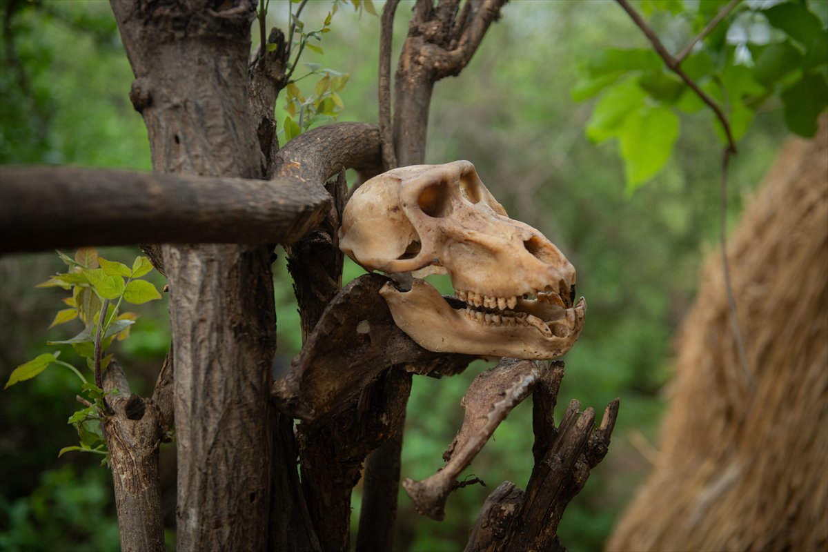 Tanzanyalı kabile ilkel yaşamdan vazgeçmiyor