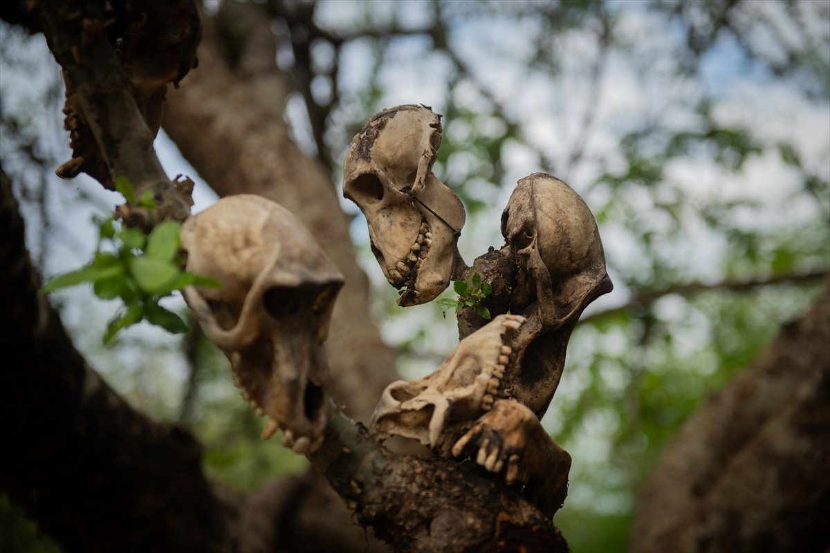 Tanzanyalı kabile ilkel yaşamdan vazgeçmiyor