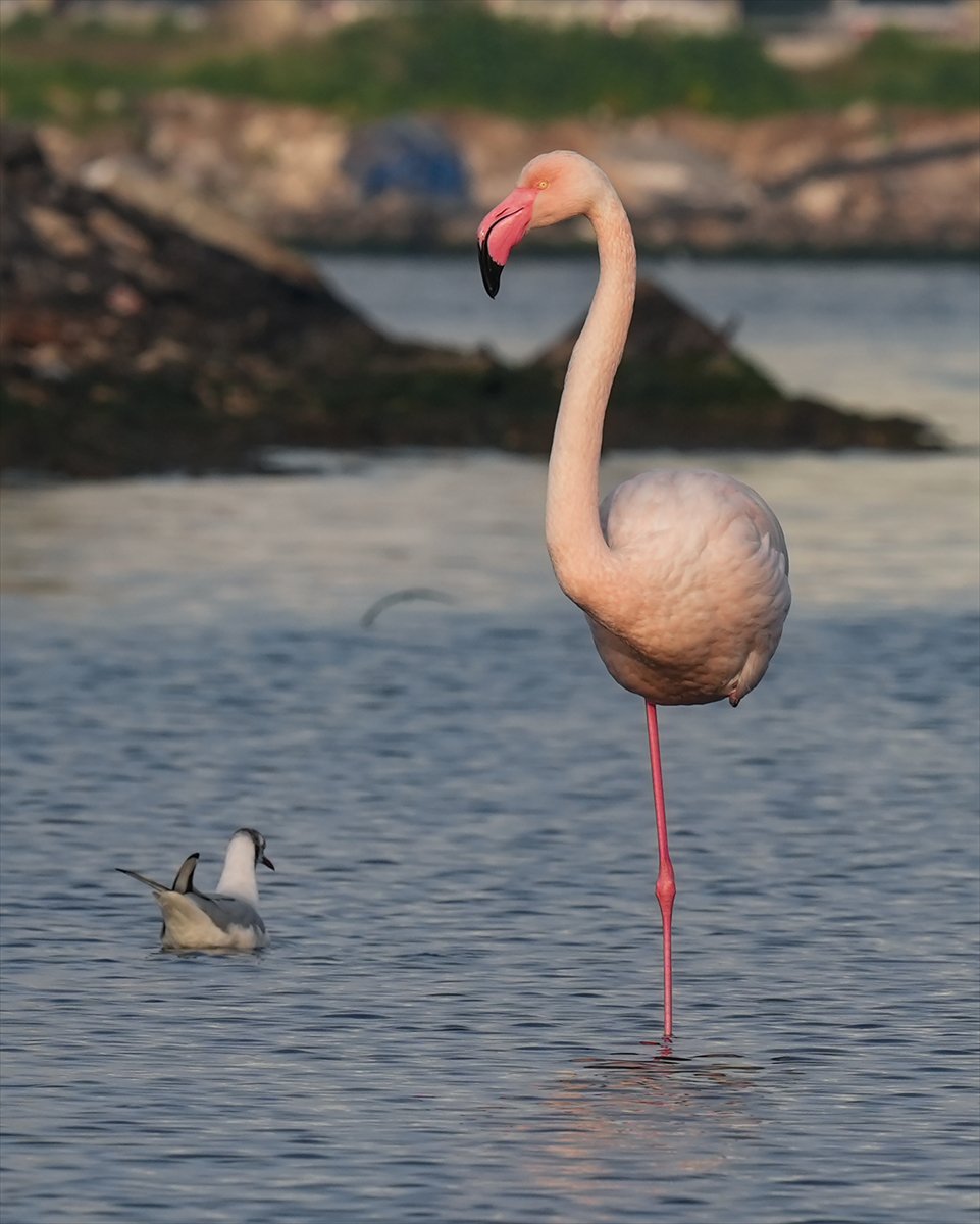 İzmir'in eşsiz güzellikteki flamingoları