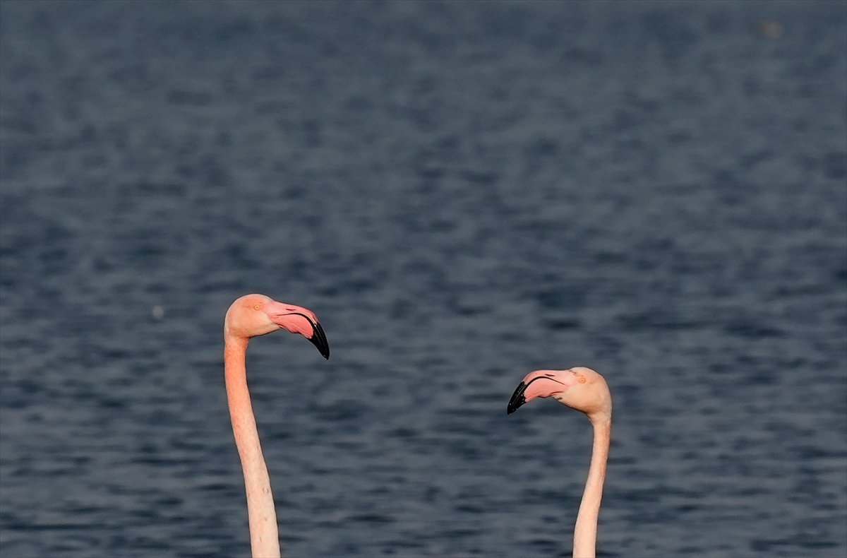 İzmir'in eşsiz güzellikteki flamingoları