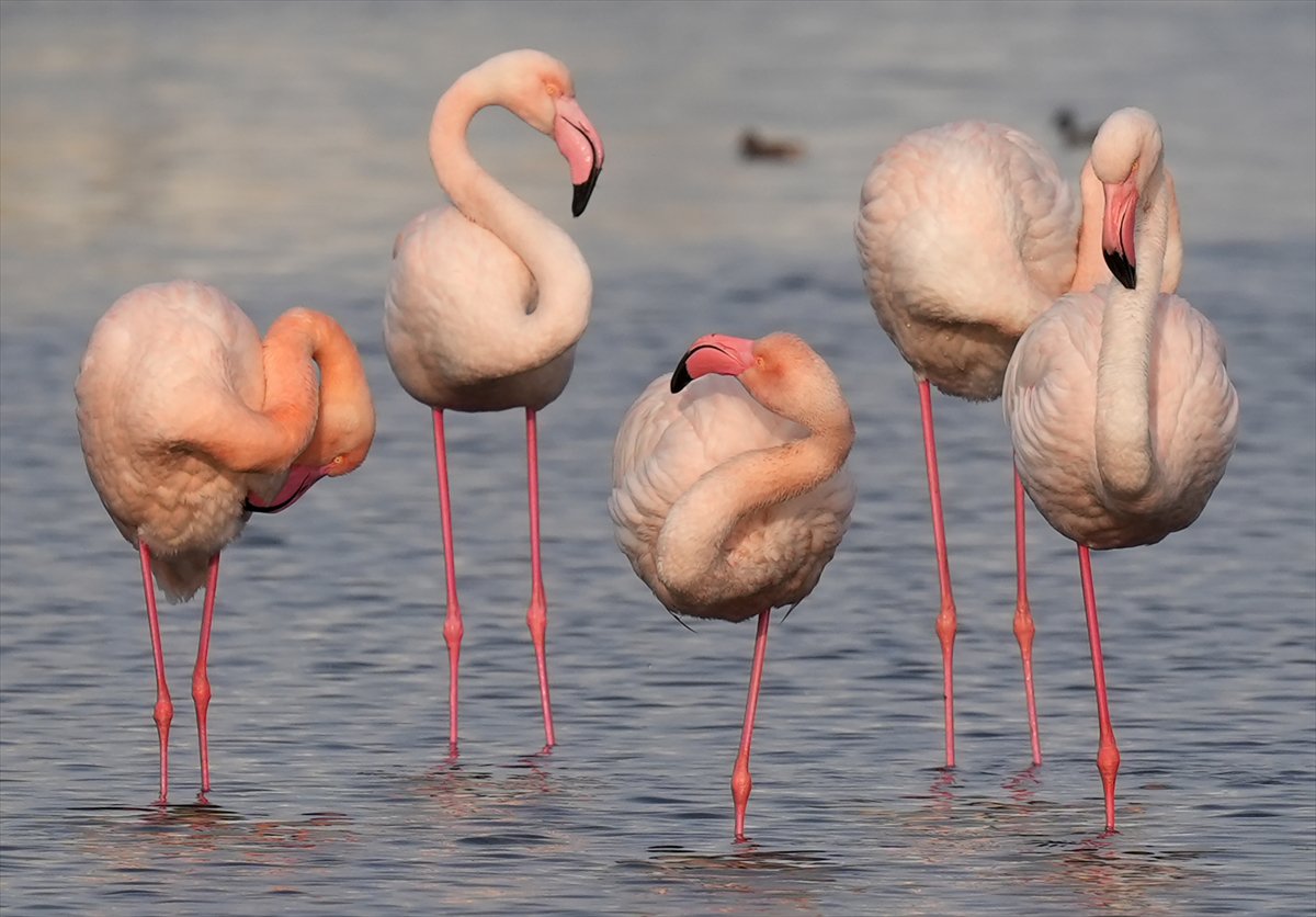 İzmir'in eşsiz güzellikteki flamingoları