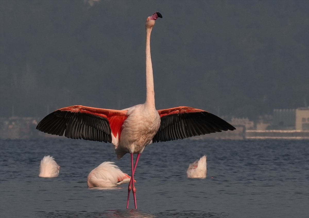 İzmir'in eşsiz güzellikteki flamingoları