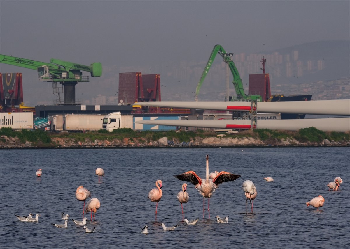 İzmir'in eşsiz güzellikteki flamingoları