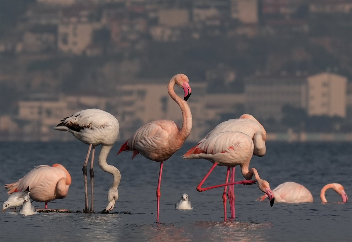 İzmir'in eşsiz güzellikteki flamingoları