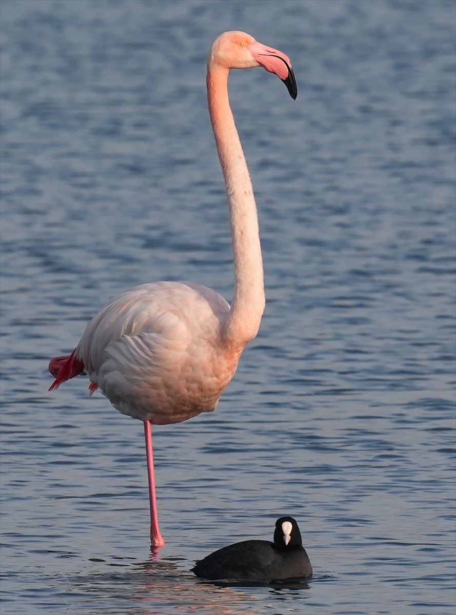 İzmir'in eşsiz güzellikteki flamingoları