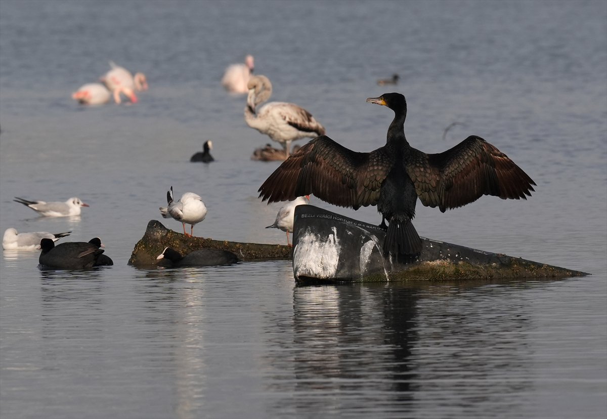 İzmir'in eşsiz güzellikteki flamingoları