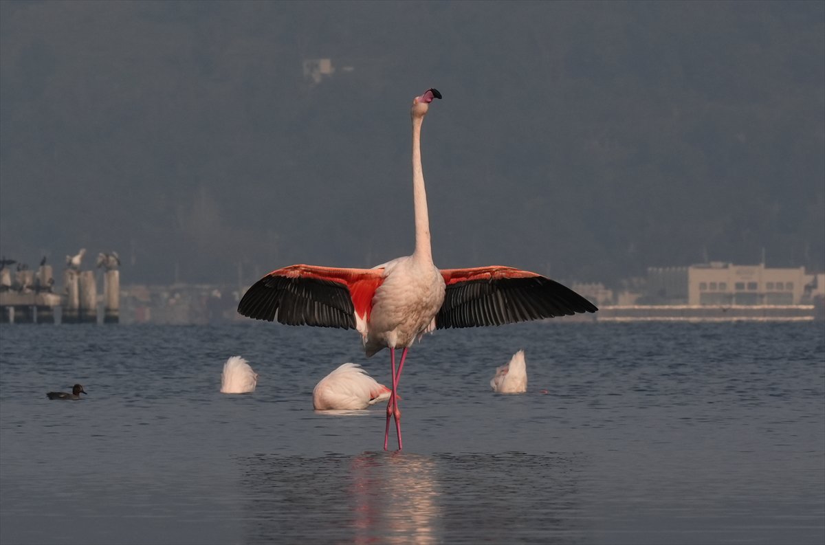 İzmir'in eşsiz güzellikteki flamingoları