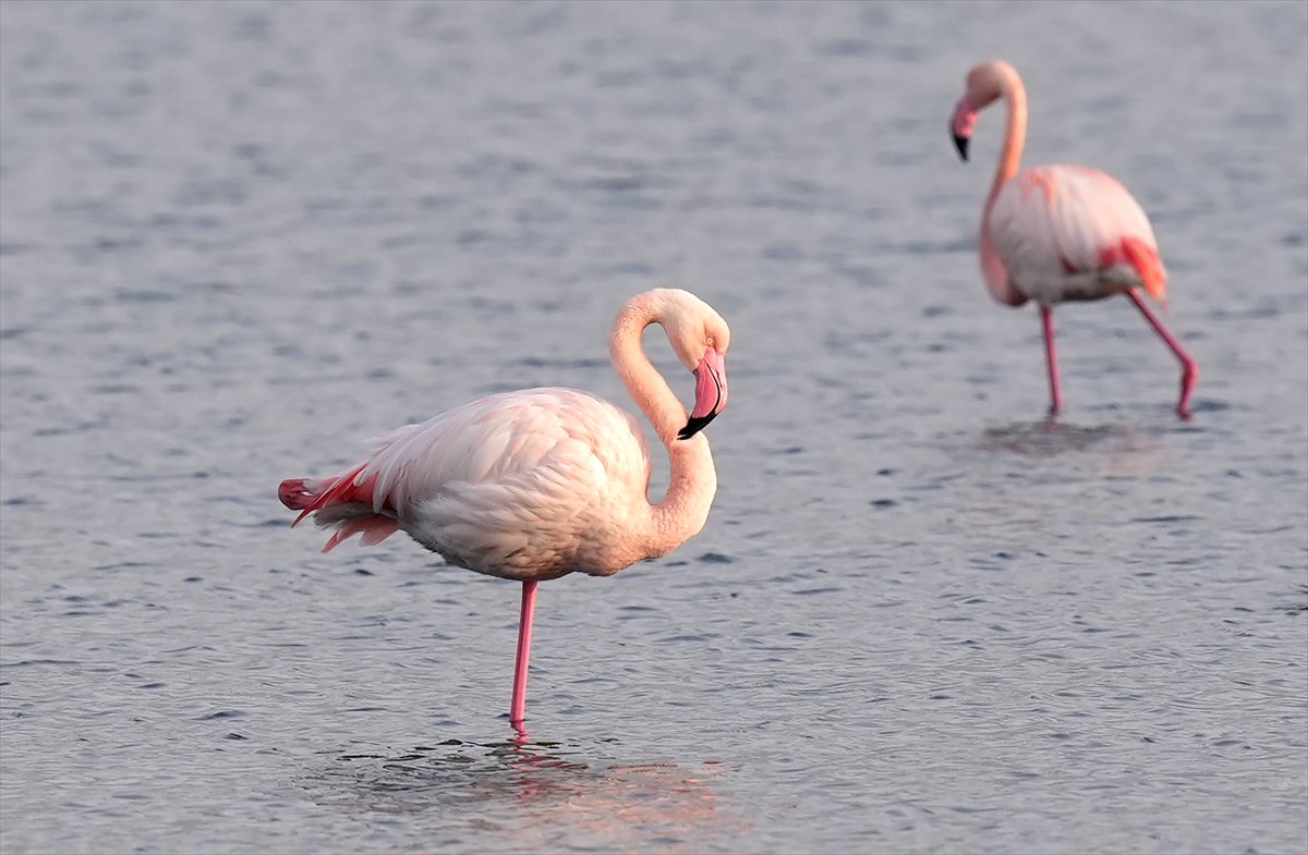 İzmir'in eşsiz güzellikteki flamingoları