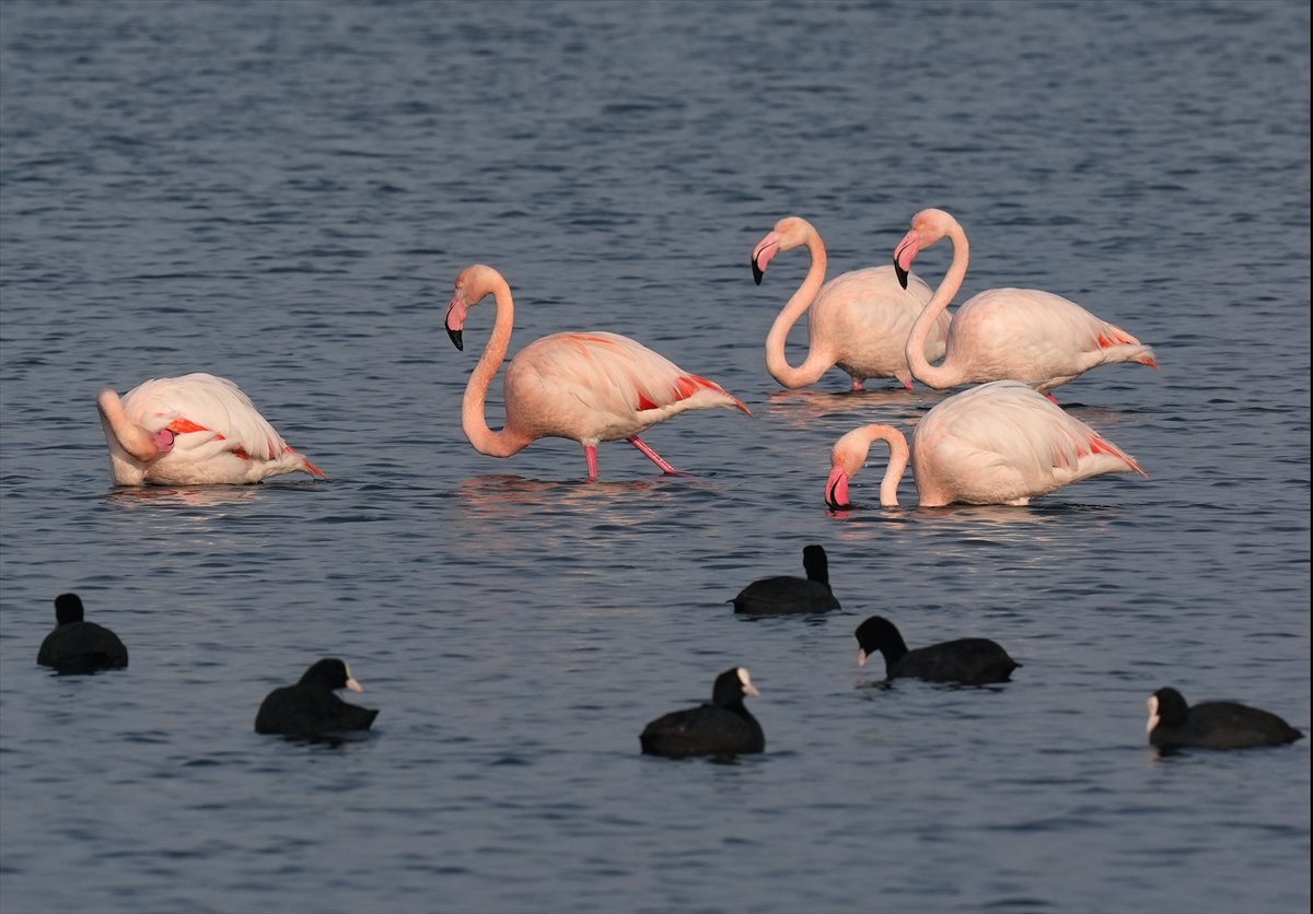 İzmir'in eşsiz güzellikteki flamingoları