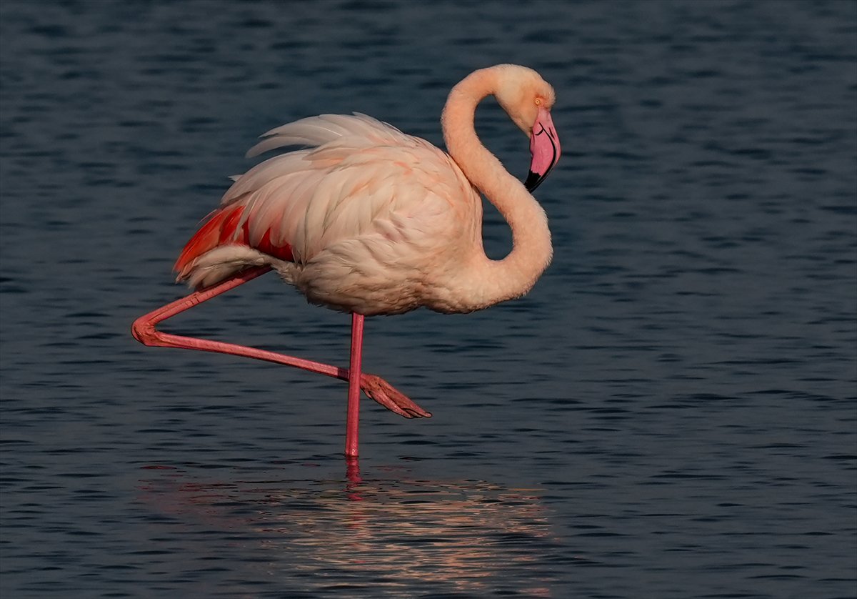 İzmir'in eşsiz güzellikteki flamingoları
