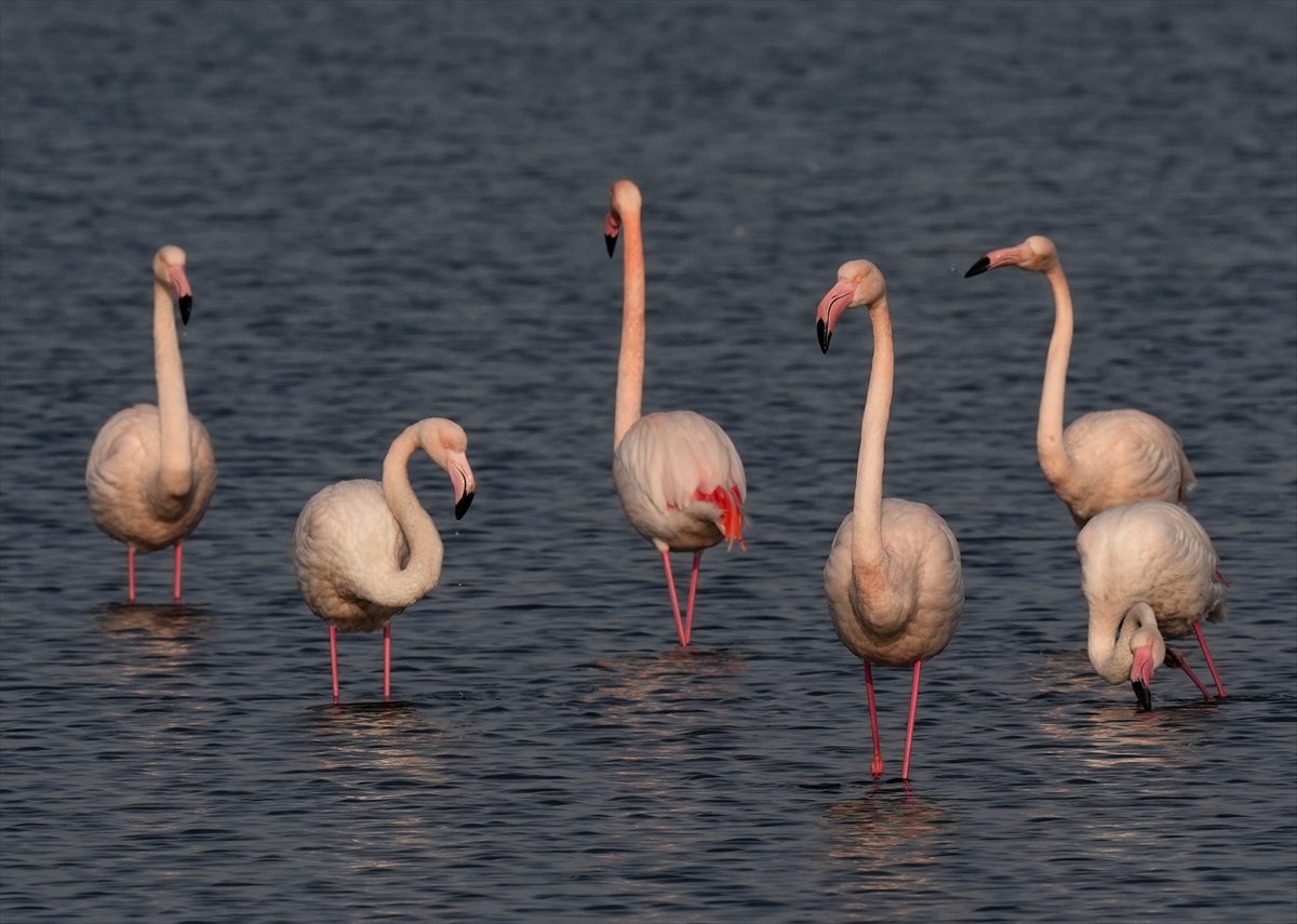İzmir'in eşsiz güzellikteki flamingoları