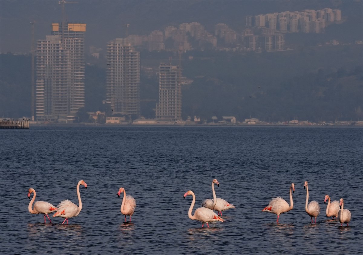 İzmir'in eşsiz güzellikteki flamingoları