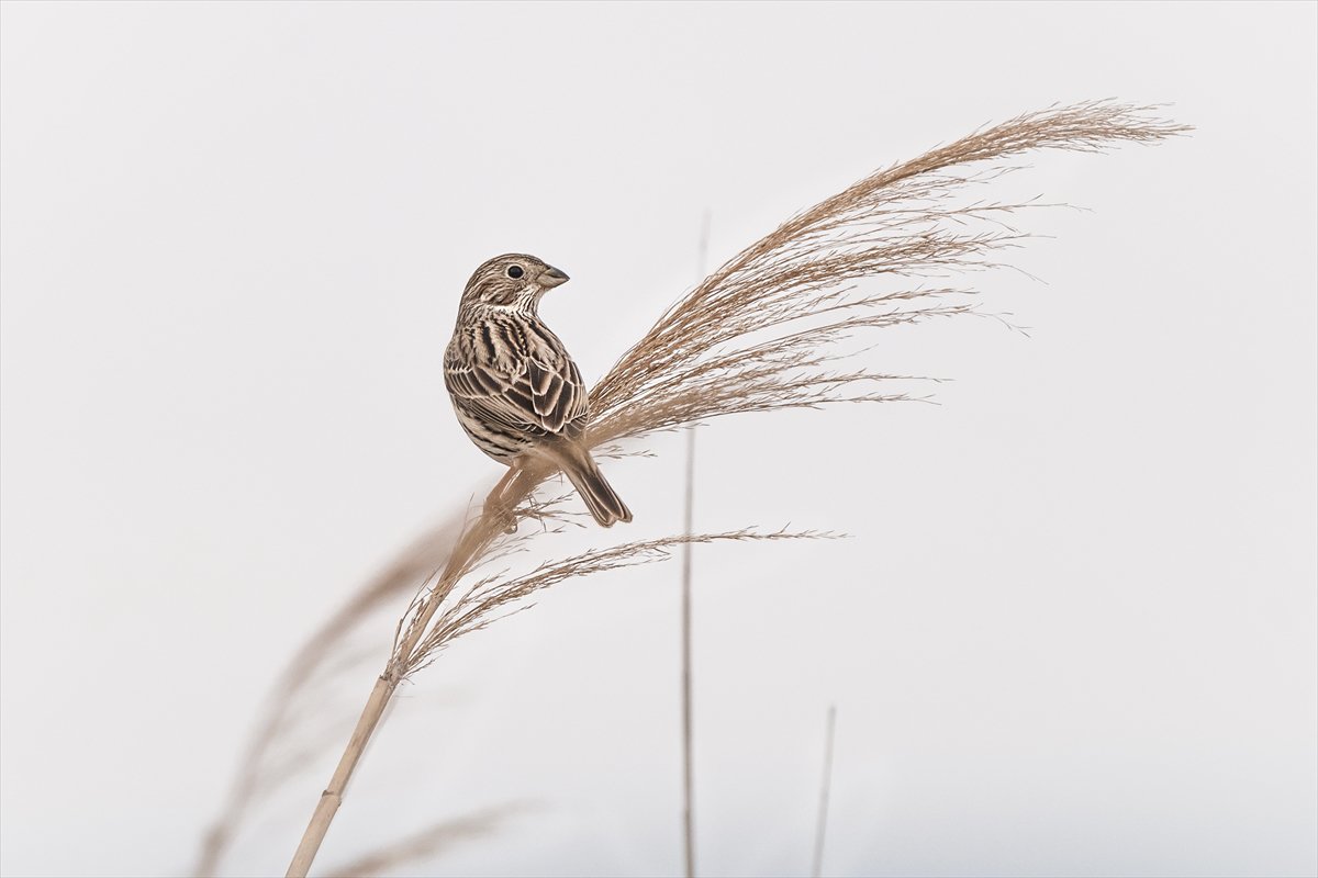 Kuzeydeki soğuk hava göçmen kuşların sayısını etkiliyor