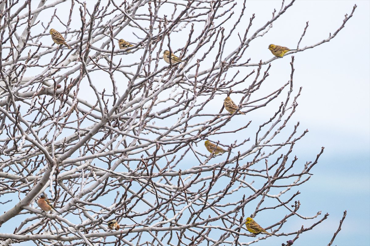 Kuzeydeki soğuk hava göçmen kuşların sayısını etkiliyor