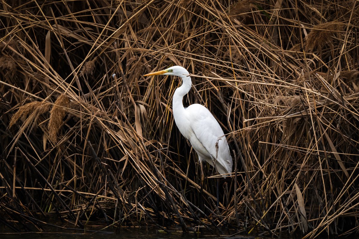 Kuzeydeki soğuk hava göçmen kuşların sayısını etkiliyor