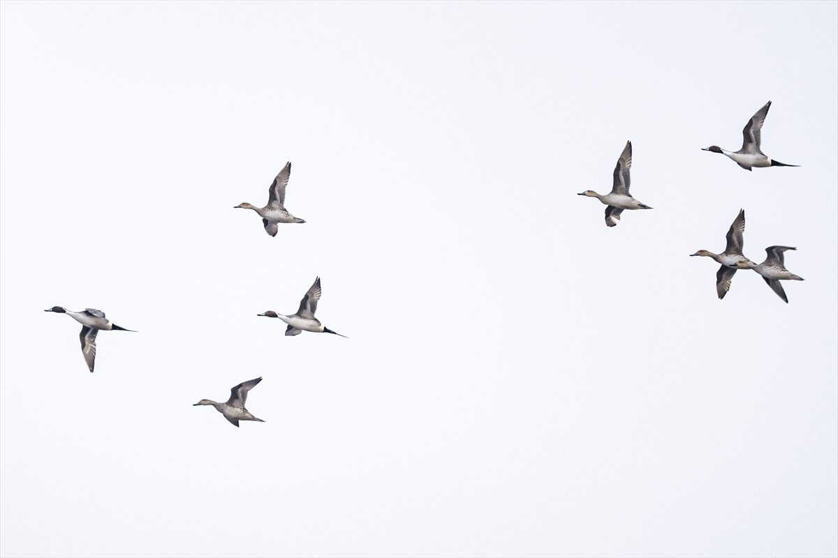 Kuzeydeki soğuk hava göçmen kuşların sayısını etkiliyor