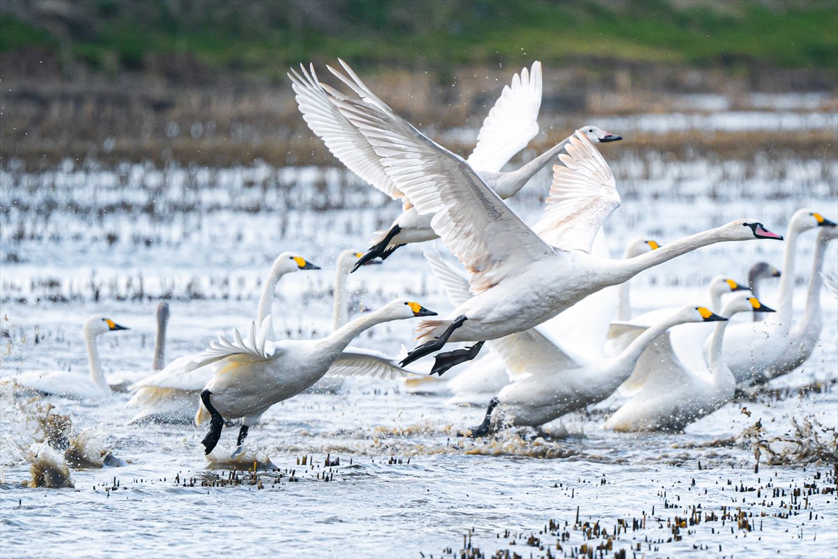 Kuzeydeki soğuk hava göçmen kuşların sayısını etkiliyor