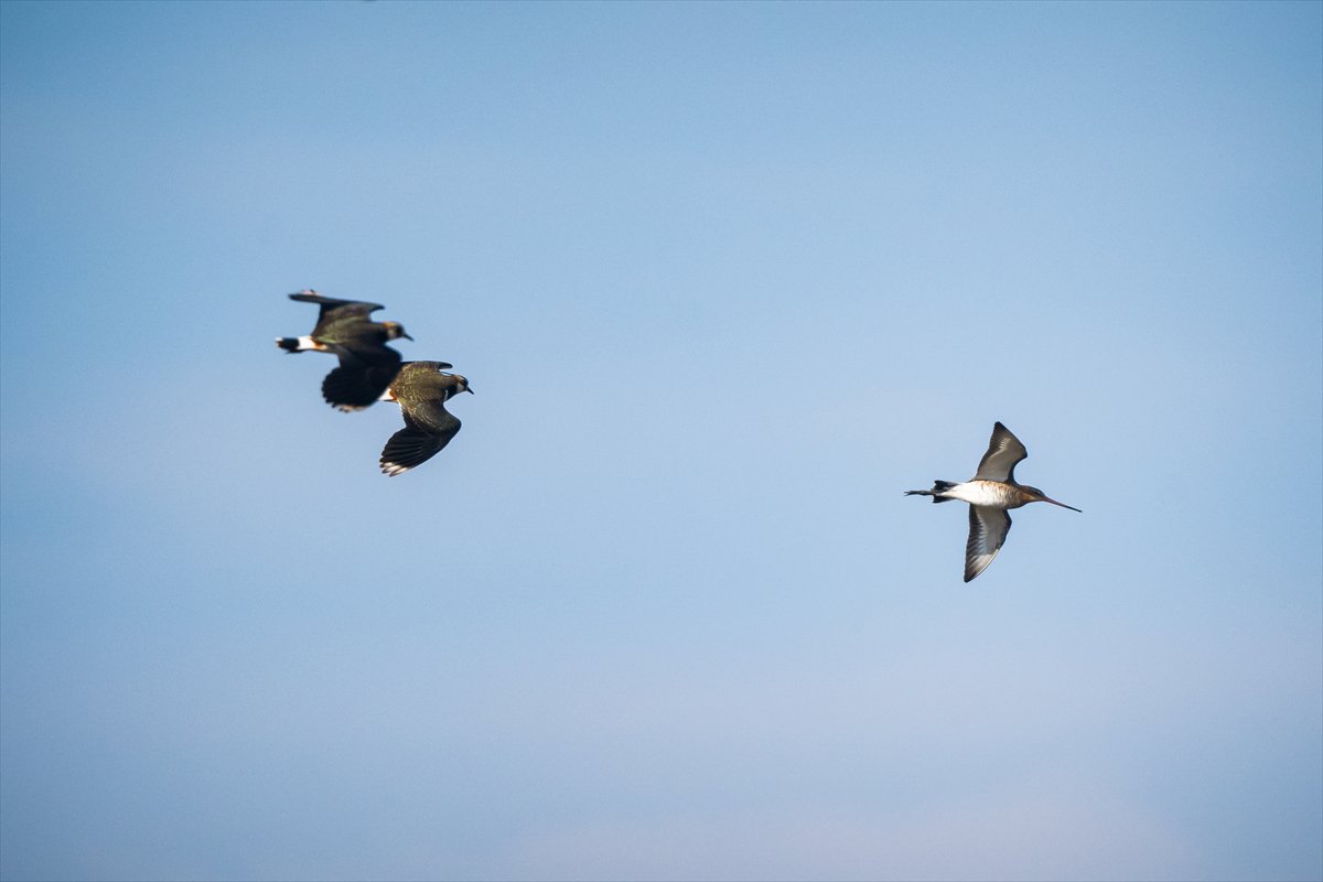 Kuzeydeki soğuk hava göçmen kuşların sayısını etkiliyor