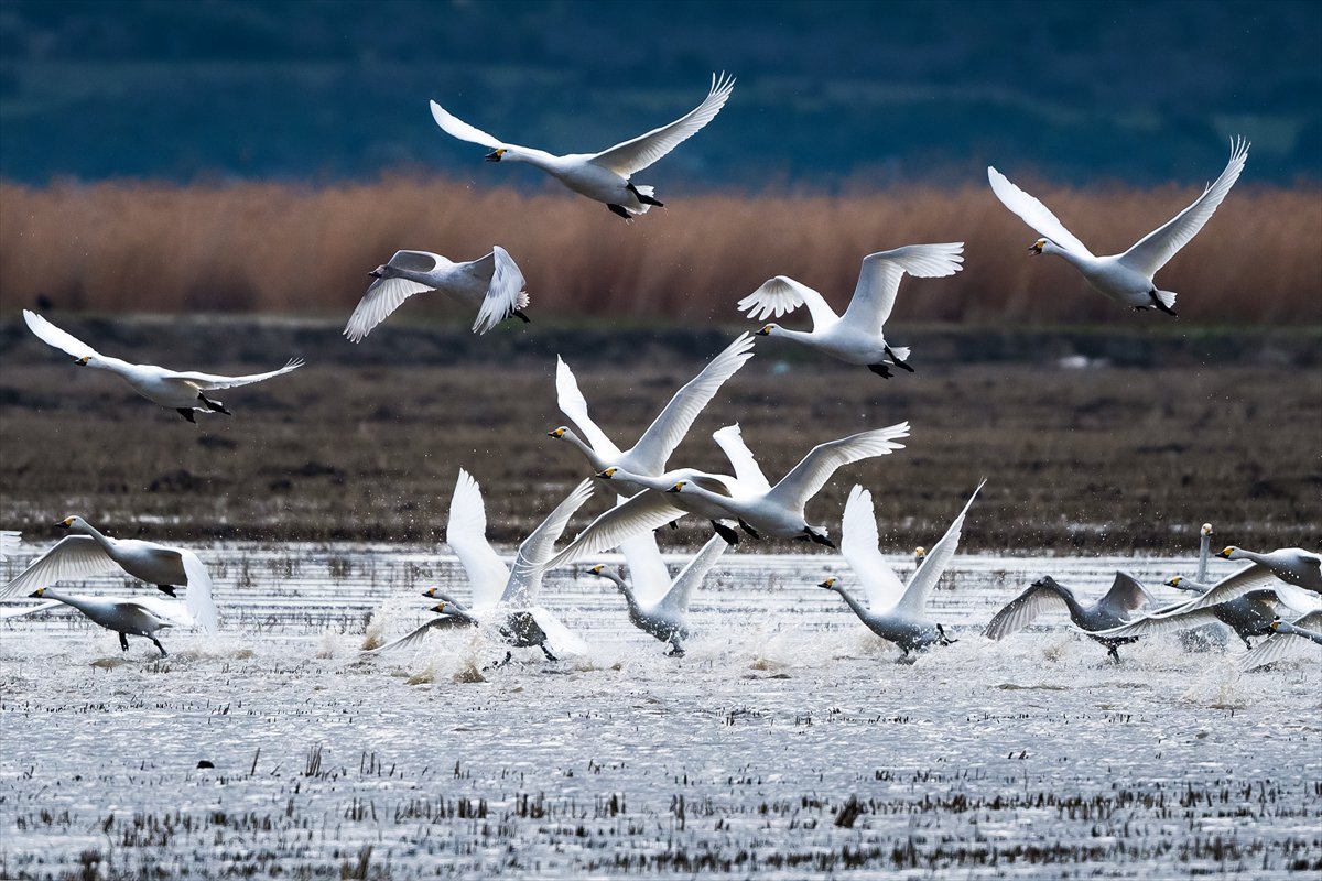 Kuzeydeki soğuk hava göçmen kuşların sayısını etkiliyor