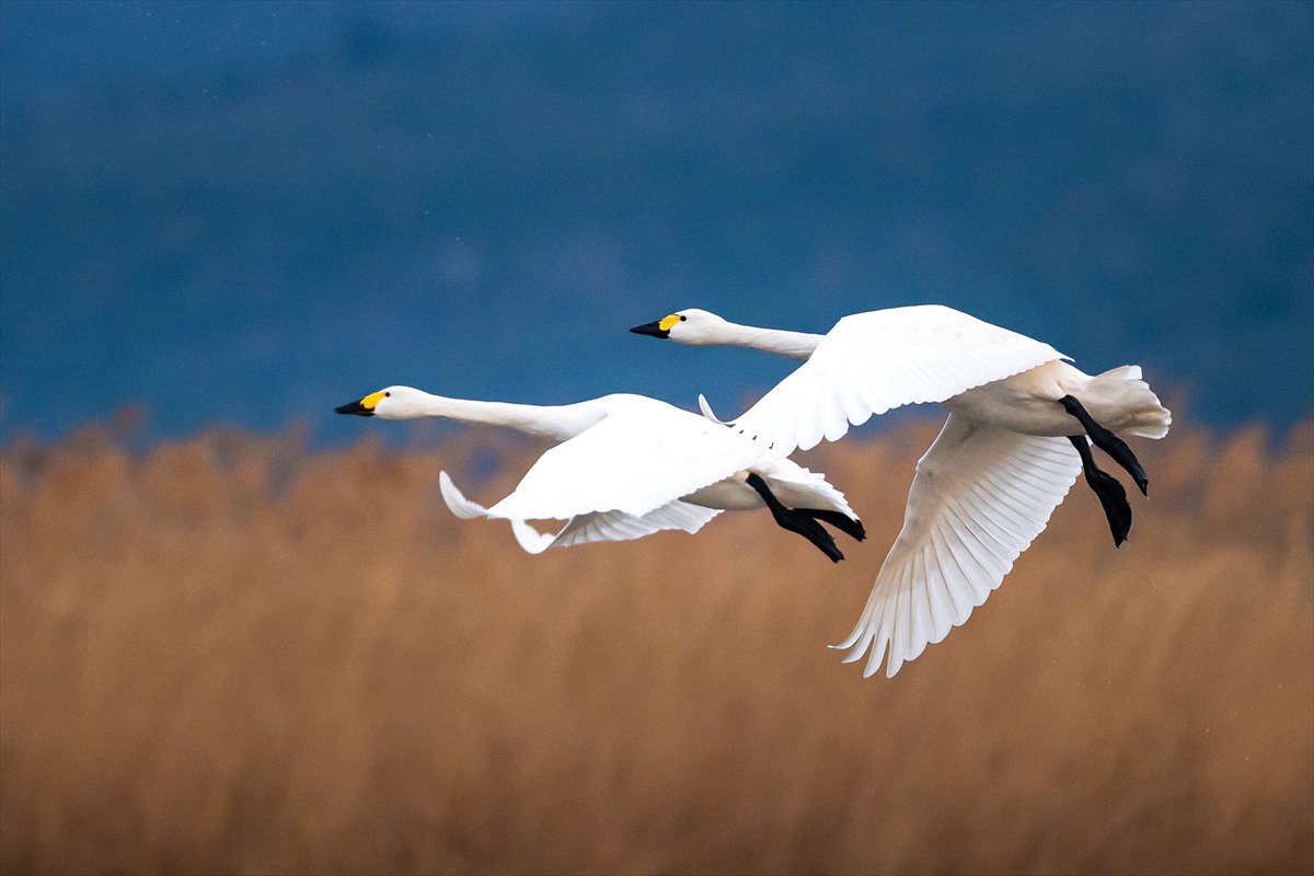 Kuzeydeki soğuk hava göçmen kuşların sayısını etkiliyor