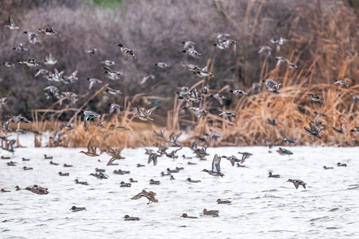Kuzeydeki soğuk hava göçmen kuşların sayısını etkiliyor